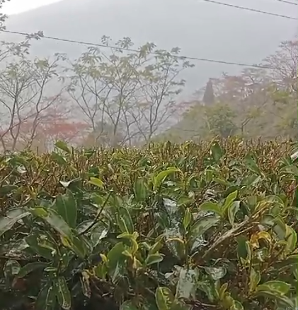 The First Rain of the Season: A Blessing for Darjeeling's First Flush Tea