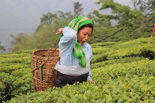 Discover the Magic of Darjeeling Tea Plantations: A Journey Through the Heart of Mayukh Tea